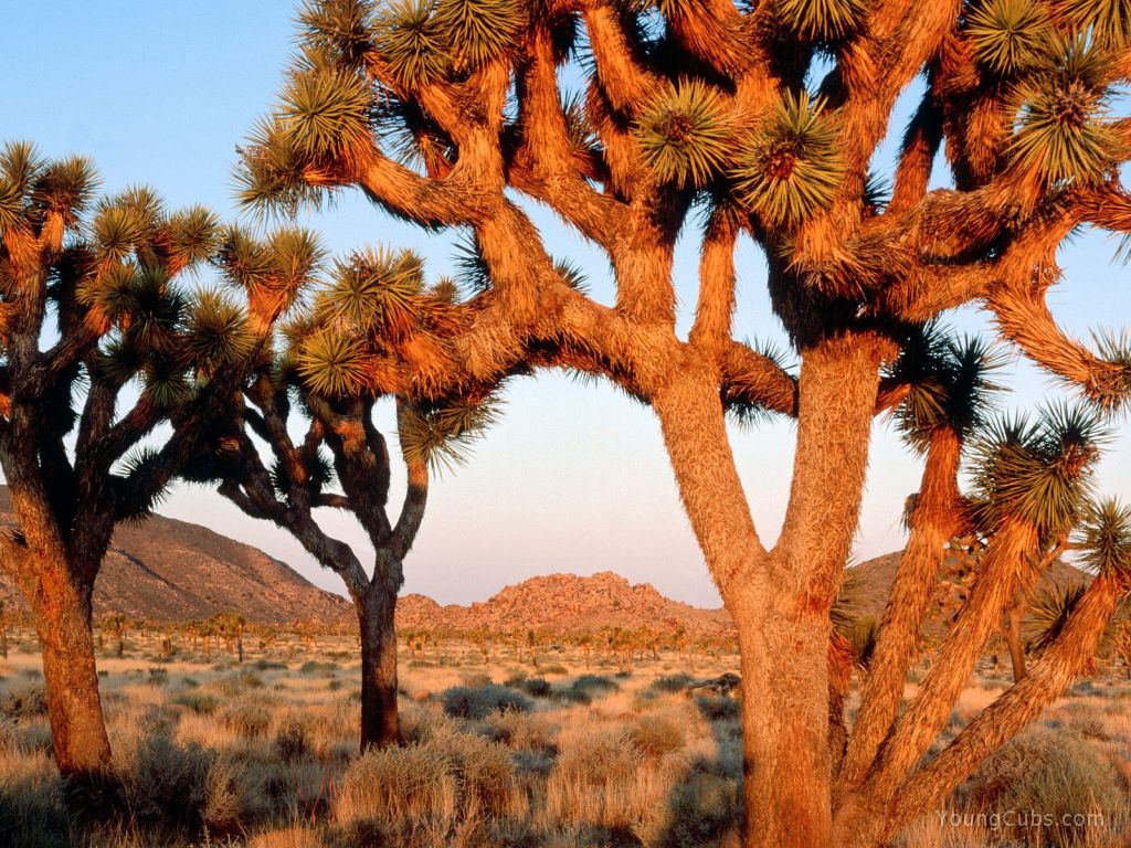Sunrise, Joshua Tree National Monument, California
